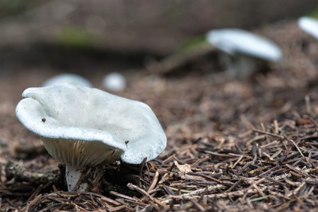 Gray Mushroom in the Dolomites Woods, Italyの写真素材