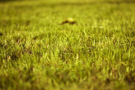 Colors of Grass during Fall, Tuscanyの写真素材