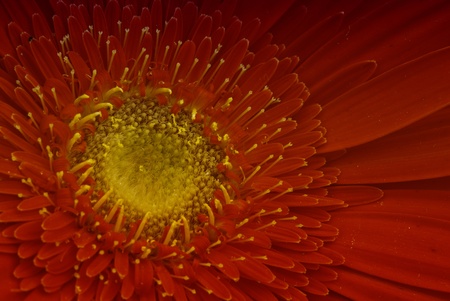Red Flower on a Tuscan Garden, Italyの写真素材