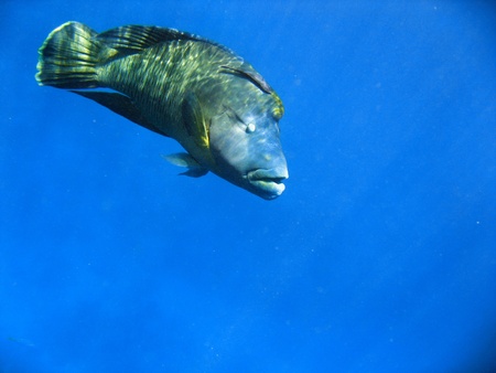 Underwater Life of Great Barrier Reef, Australiaの写真素材