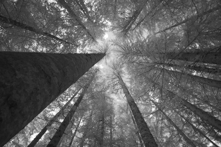 Infrared Bottom-Up view of Trees, Italy