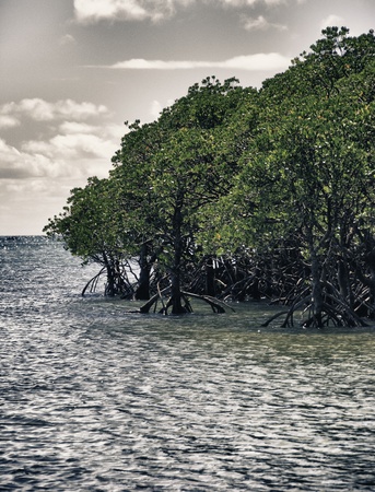 Vegetation and Colors of Cape Tribulation in Australiaの写真素材