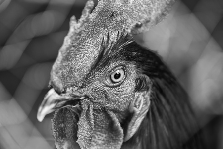 Expression of a Orange Cock in Tuscanyの写真素材