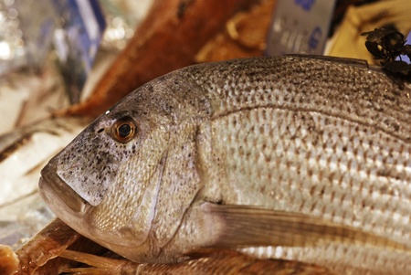 Fish on a Market of Cannes, Franceの写真素材