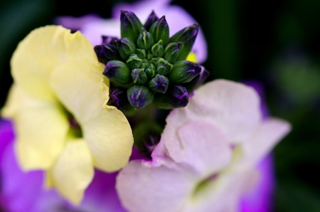 Flowers Macro in a Tuscan Greenhouse, Italyの写真素材
