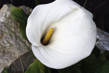 Calla, A Plant in a Italian Gardenの写真素材