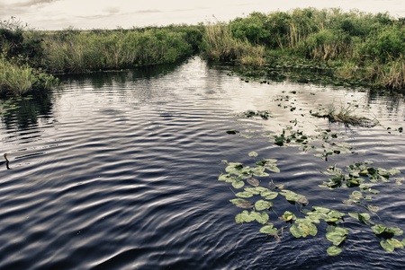 Vegetation and Fauna in the Everglades, Floridaの写真素材