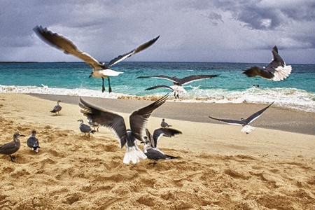 Seagulls fying above a beautiful Beach, Caribbeanの写真素材