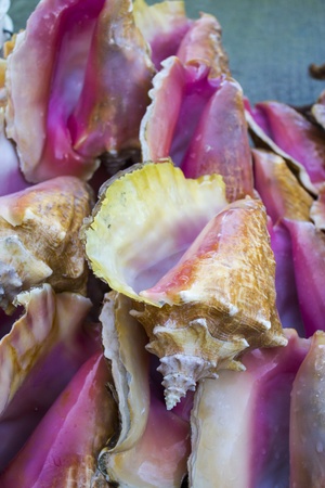 Group of Colorful Shells, Caribbean