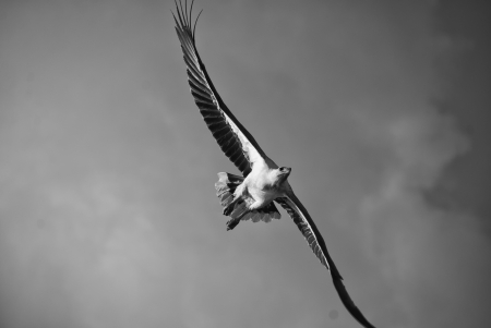 Eagle Surveillance in the Whitsundays Archipelago, Australiaの写真素材