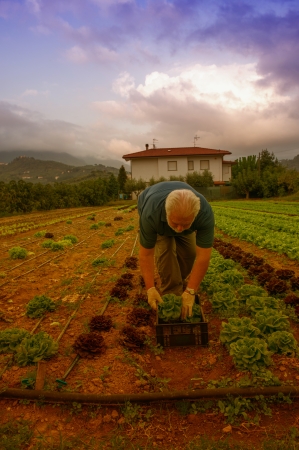 Proud farmer cultivating vegetable in his gardenの写真素材