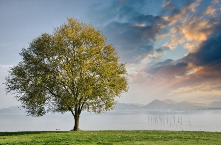 Beautiful view of isolated tree on dramatic background sky.の写真素材