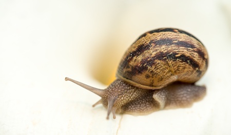 Snail close-up, isolated on white の写真素材