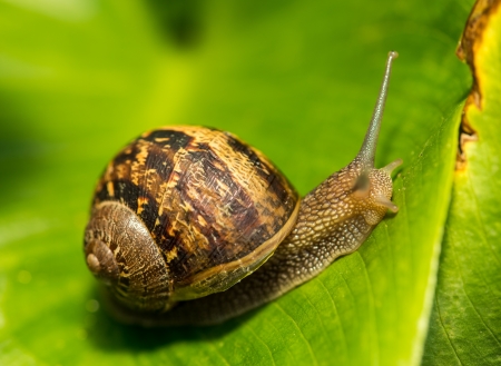 Close-up of a Snail on a green Leaf の写真素材