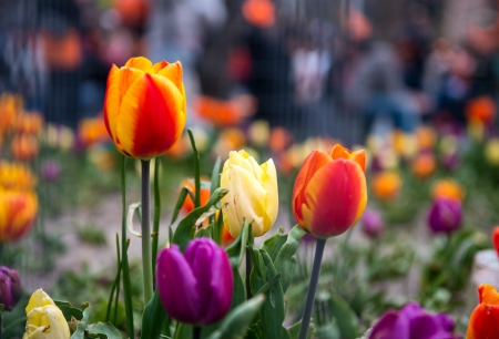 Beautiful dutch tulips, Amsterdam in spring の写真素材