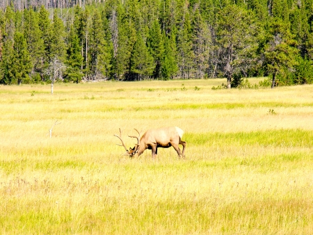 Fauna in Yellowstone during Summer Seasonの写真素材