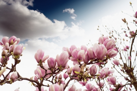 Magnolia Tree Blossom, Spring Season.の写真素材
