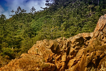 Coastal Vegetation of Queensland - Australia.