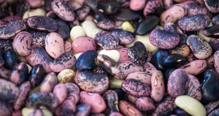 Variety of colourful beans.の写真素材