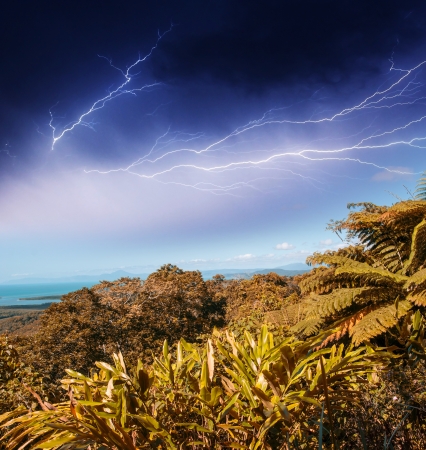 Wonderful trees and vegetation of Queensland with storm, Australia.