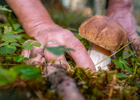 Mushrooms - Woman looking and searching for porcini in the mountains. Boletus edulis close-up with mushroom seeker.の写真素材