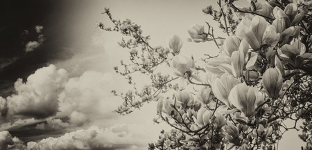 Magnolia tree blossom with colourful sky on background.の写真素材