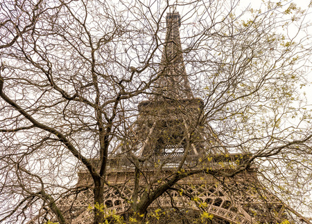 Eiffel Tower under a bare tree banches.