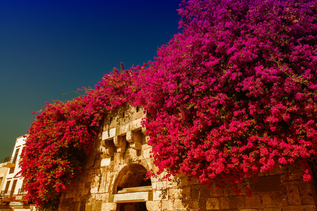 Bougainvillea flowers surrounding ancient arch.の写真素材