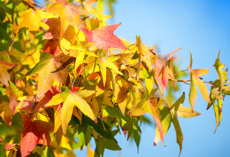 Autumn trees and leaves. Beautiful colors of Fall.の写真素材