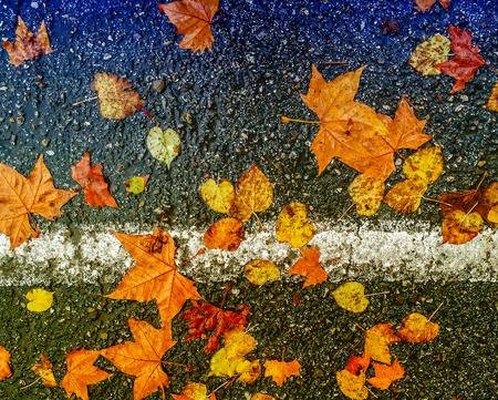 Autumn leaves on the street.の写真素材