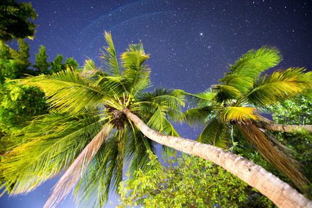 Tropical palms in the night wind with starry sky.の写真素材