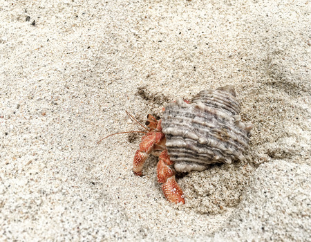 Hermit Crab on a beach in Maldivian Sea.の写真素材