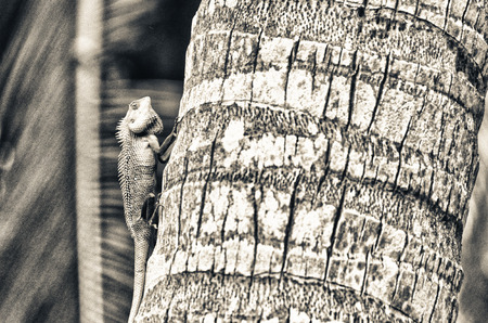 Iguana on a tree - Vintage filtered.の写真素材