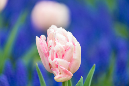 Wonderful tulips field of Keukenhof, Netherlands.の写真素材