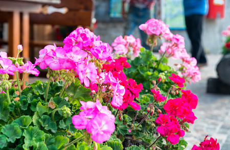 Beautiful flowerpot of pink flowers.の写真素材