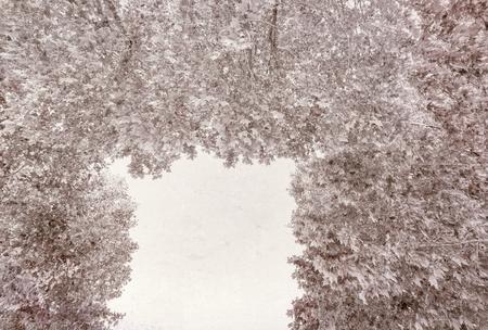 Vintage photo of trees and vegetation.の写真素材