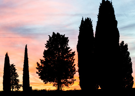 Cypresses of Tuscany against sunset sky.の写真素材