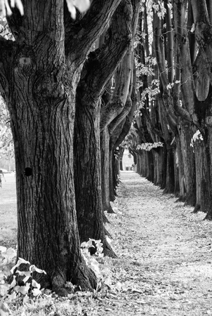 Colors of Fall in Lucca, Tuscany