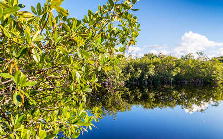 The Everglades, Florida.の写真素材