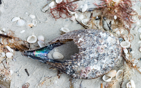 Shells on Captiva Island, Florida.