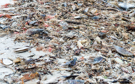 Shells on Captiva Island, Florida.