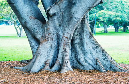 Banyan Tree on a garden.