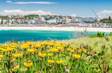 Flowers in Bondi Beach, Sydney - Australia.の写真素材