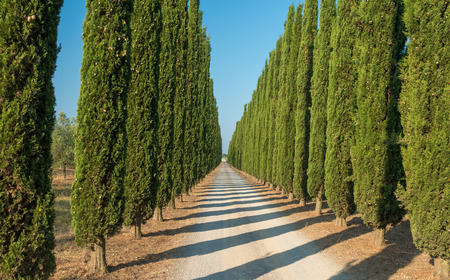 Rows of cypresses in Tuscany at sunset.の写真素材
