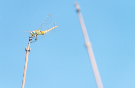 Dragonfly on a branch.の写真素材
