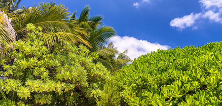 Beautiful beach of Maldives.の写真素材