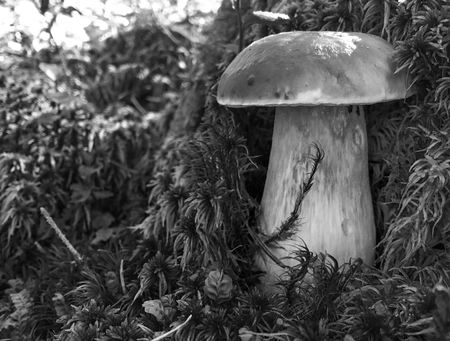 Closeup of porcino mushroom on the woods.の写真素材