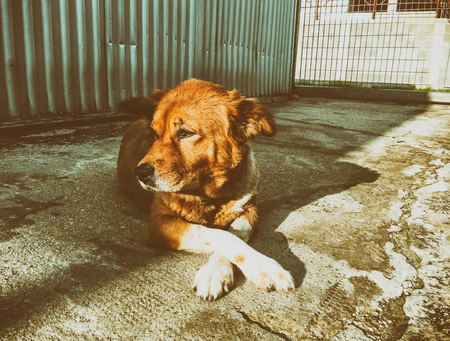Dog with crossed legs.の写真素材
