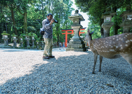 NARA, JAPAN - MAY 31, 2016: Tourists feeding deer cookie to the free roaming sika deers in Nara public park, Japan.のeditorial素材