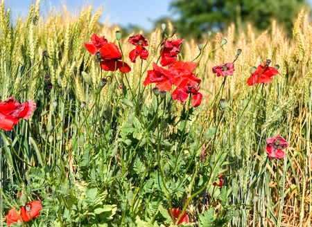 Poppies meadow, Italy.の写真素材